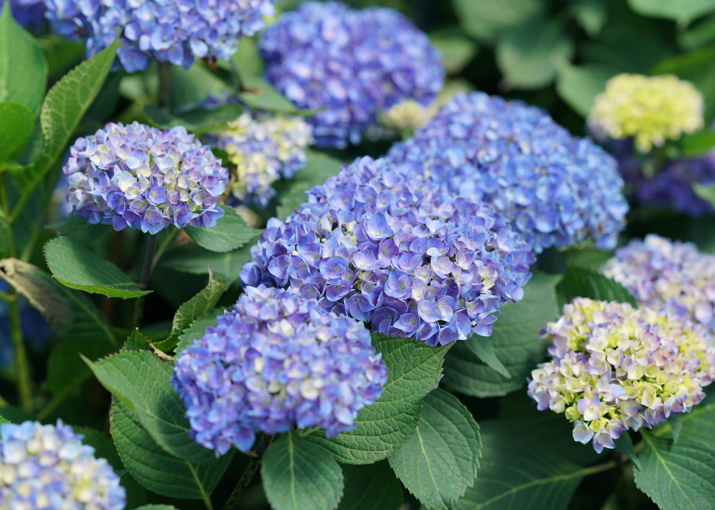 Beautiful blue globe-shaped hydrangea flowers