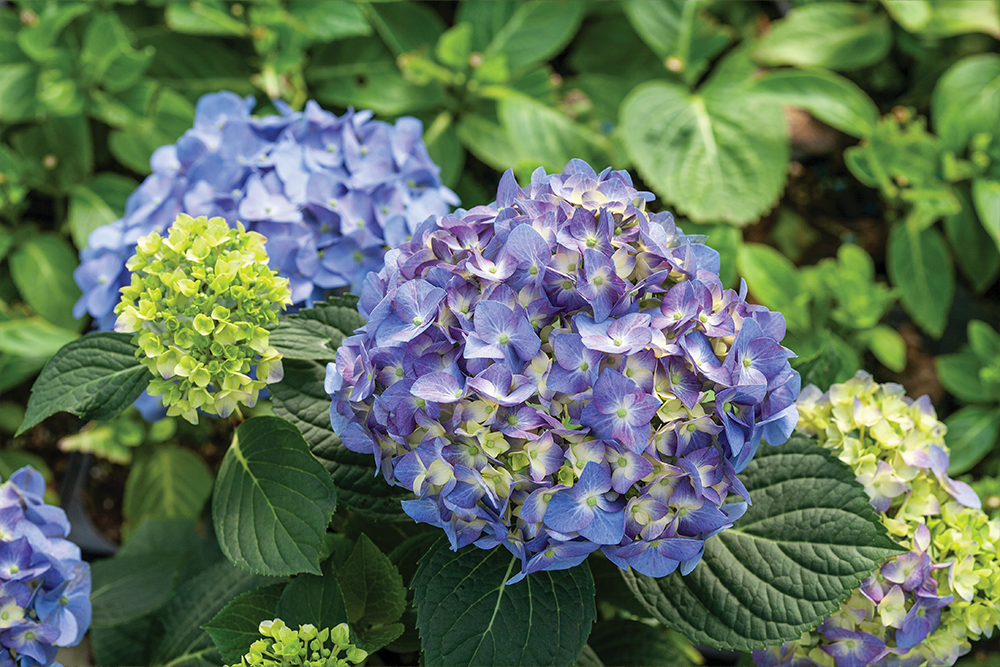 Blue mophead hydrangea flowers surrounded by green foliage