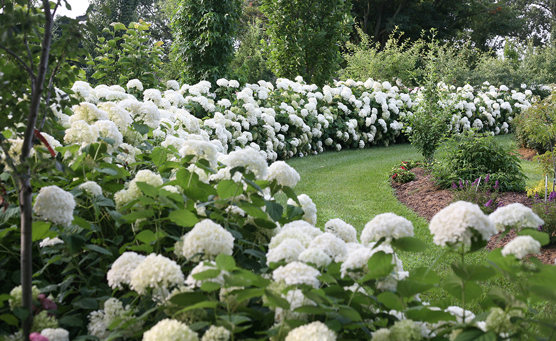 incrediball hydrangea hedge