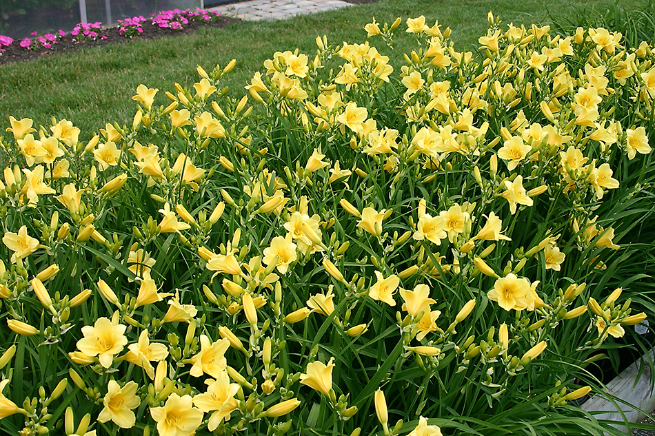 Yellow daylily flowers along a garden hedge