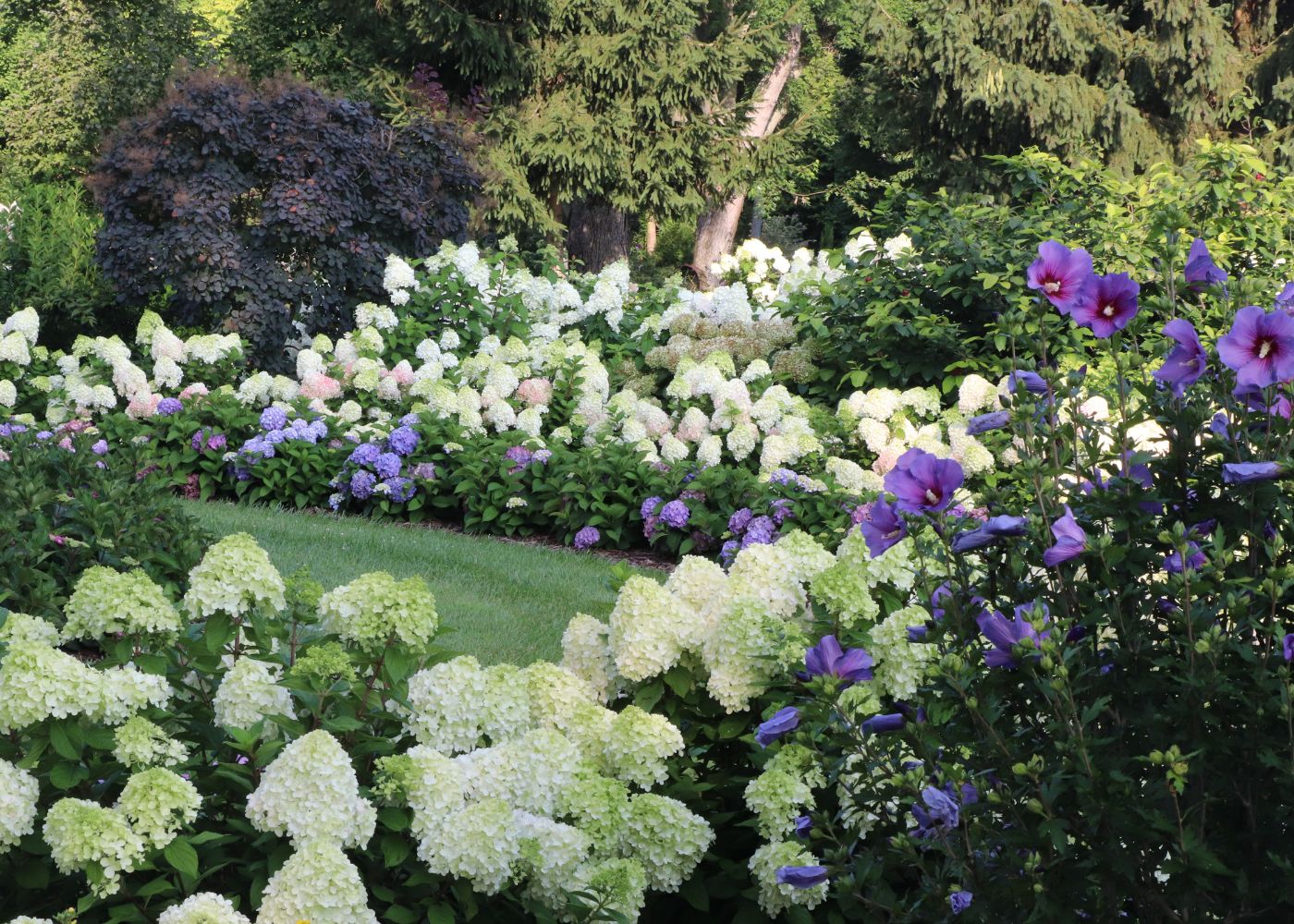 Hedge full of lush white and blue hydrangeas