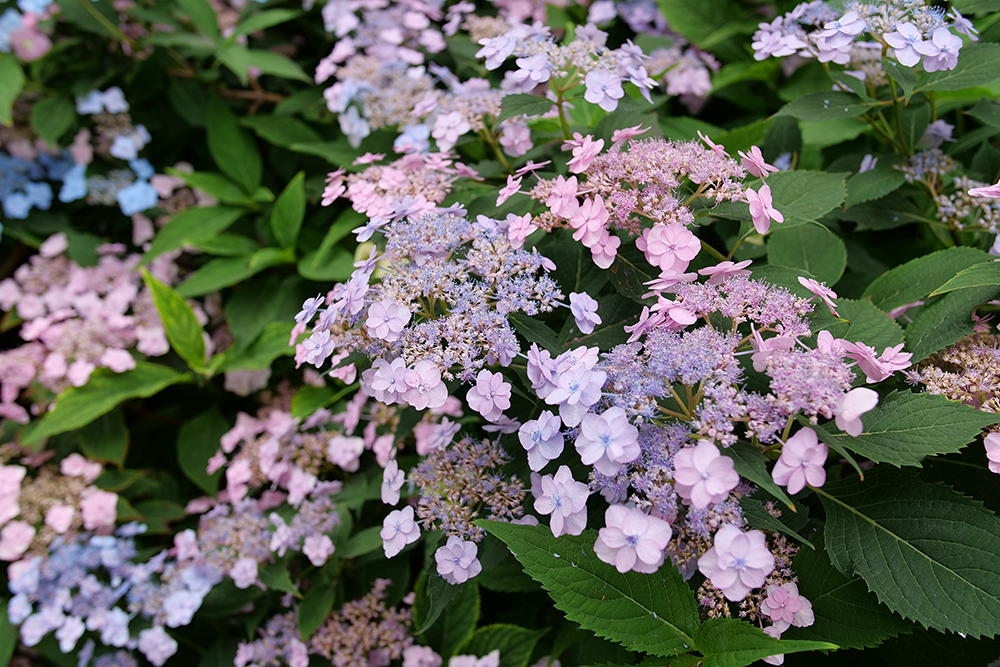 Up close image of textured blue and pink lacecap hydrangea blooms