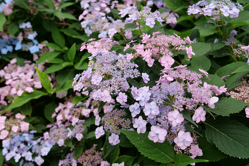 Lacecap Hydrangea