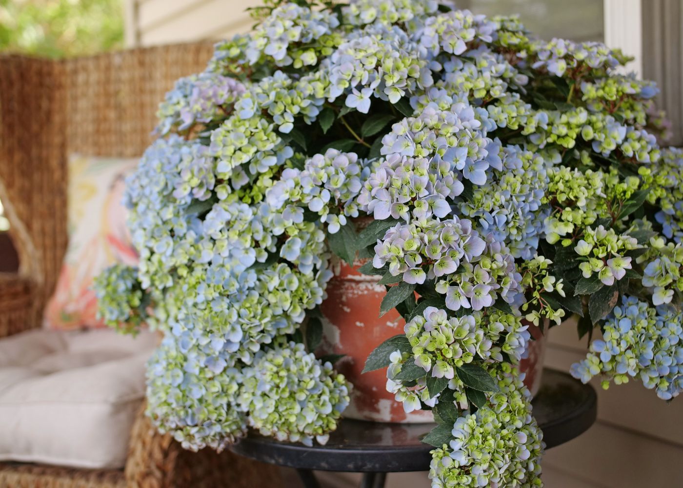 New Plants For Your Hydrangea Garden