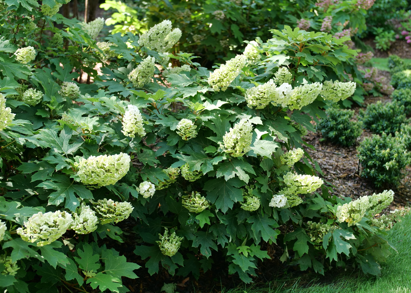 Native oakleaf hydrangea featuring beautiful green foliage