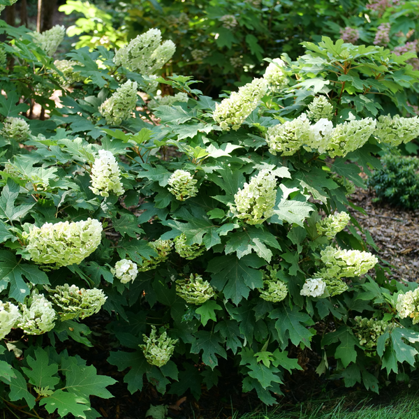 Oakleaf_Hydrangea_Native_Shrub