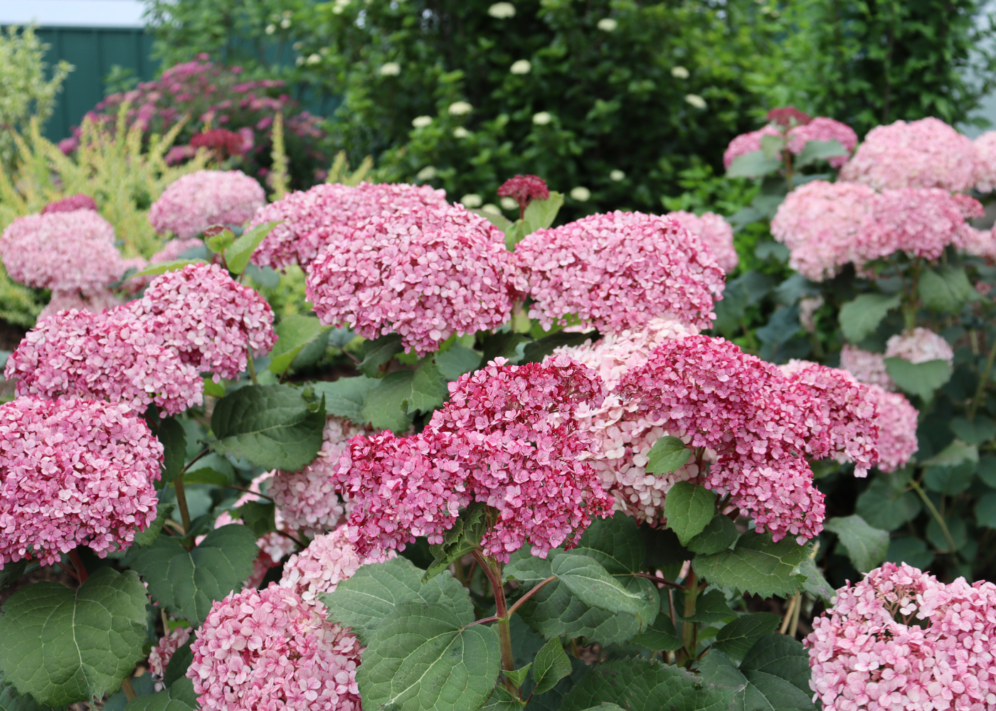 Beautiful pink hydrangea flowers standing above healthy green foliage