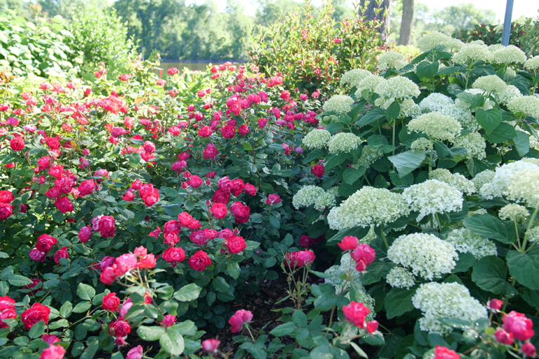 Red roses and white hydrangea garden