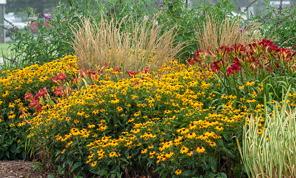 golden yellow rudbeckia flowers