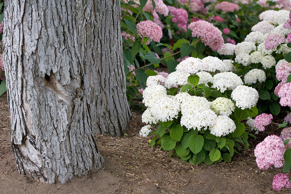 White dwarf hydrangea in a small garden