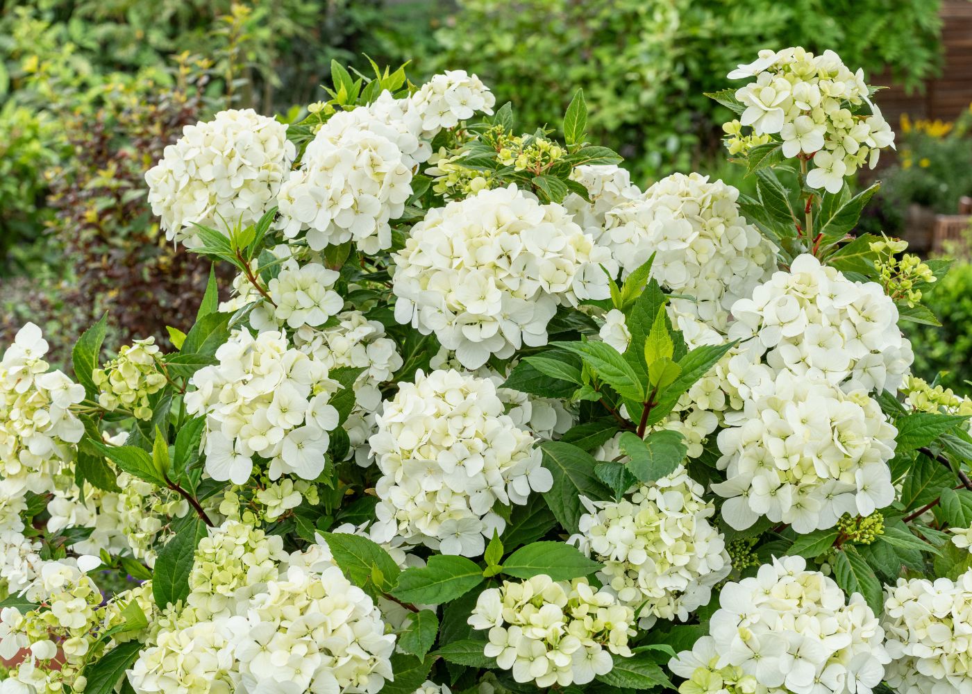 White mophead cascade hydrangea flowers in a spring garden