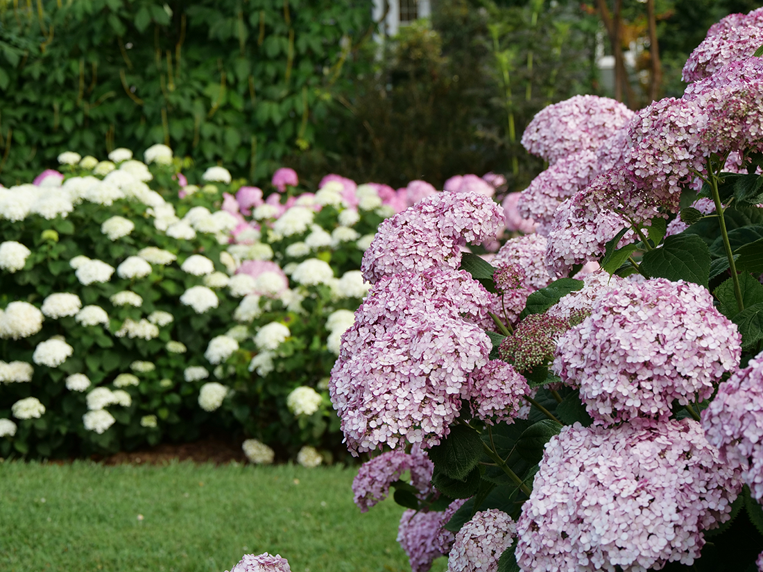 Close up of pink hydrangea with white hydrangeas in background