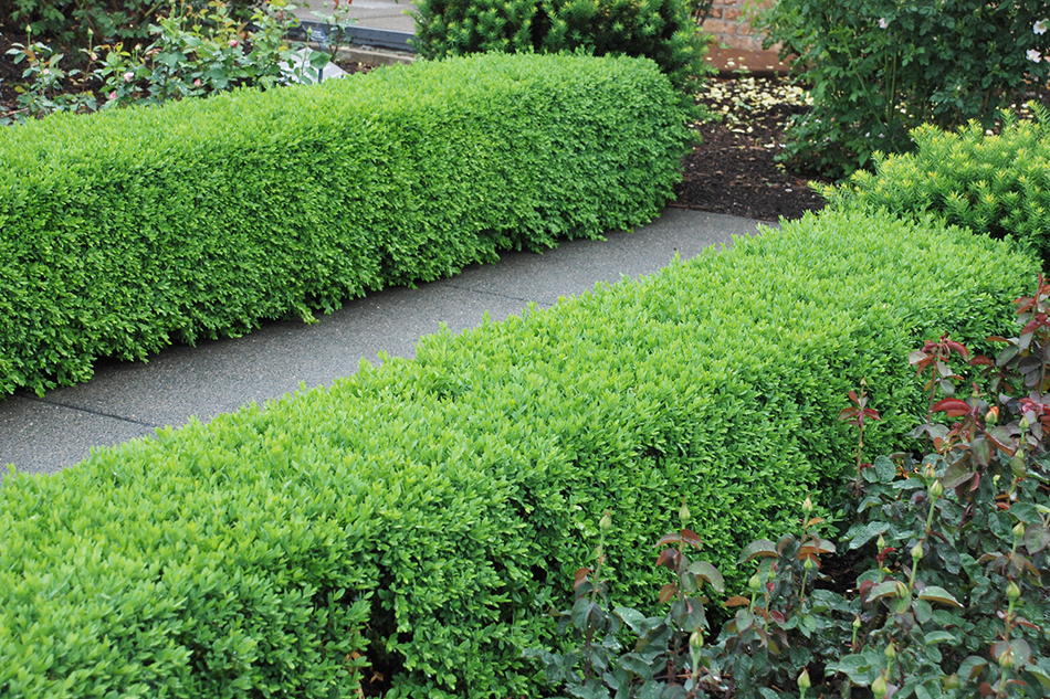 Square boxwood hedge