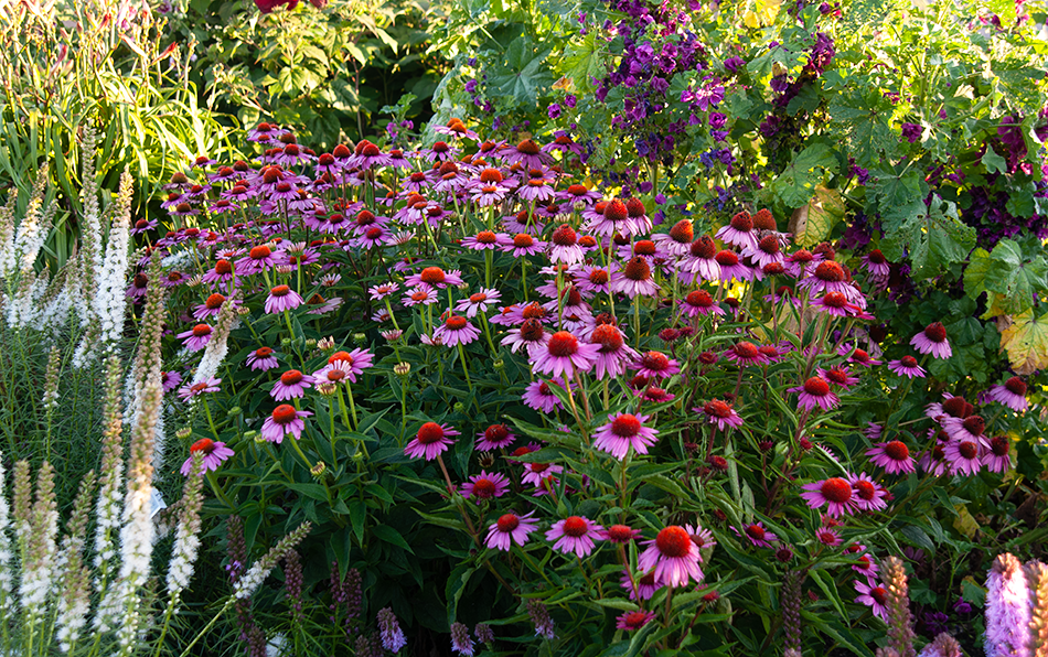 Purple coneflowers in a garden