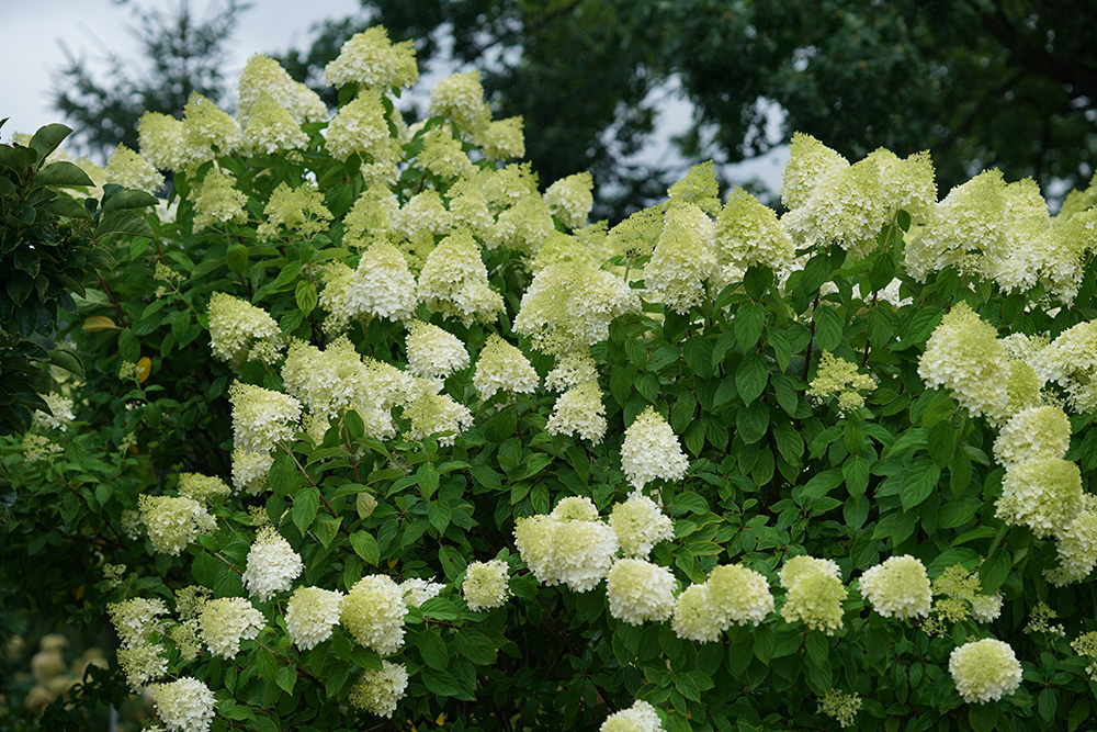 Drought-Tolerant Hydrangeas For Sale