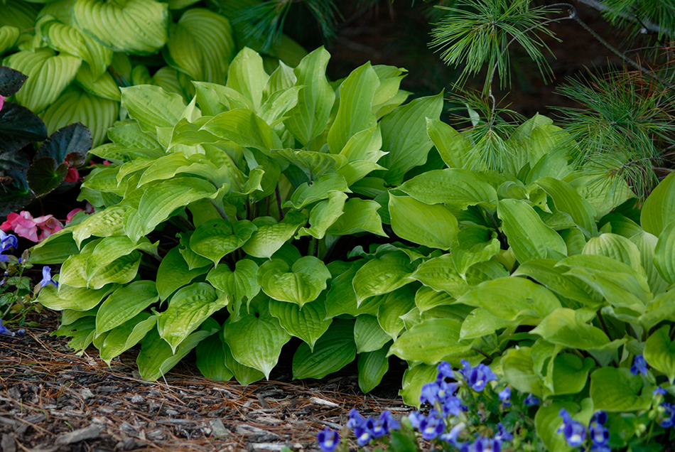 Lime green hosta foliage in the garden