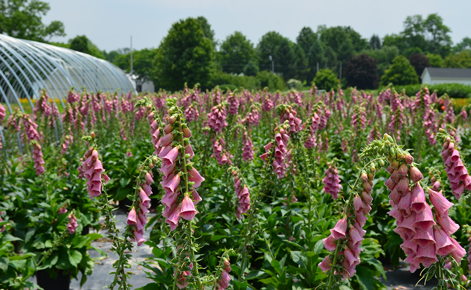 Pink foxgloves in a sunny field