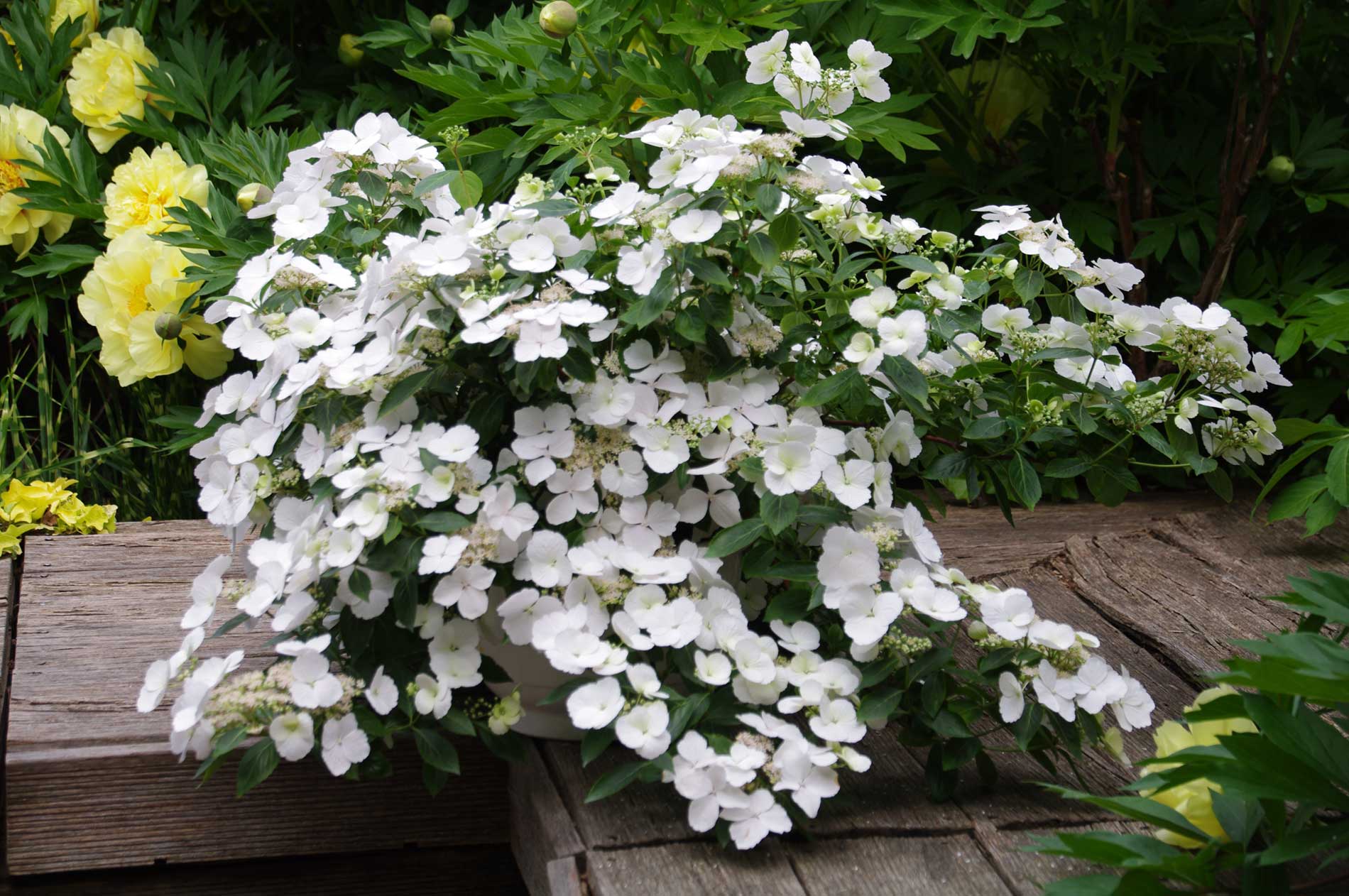 Cascade Hydrangea