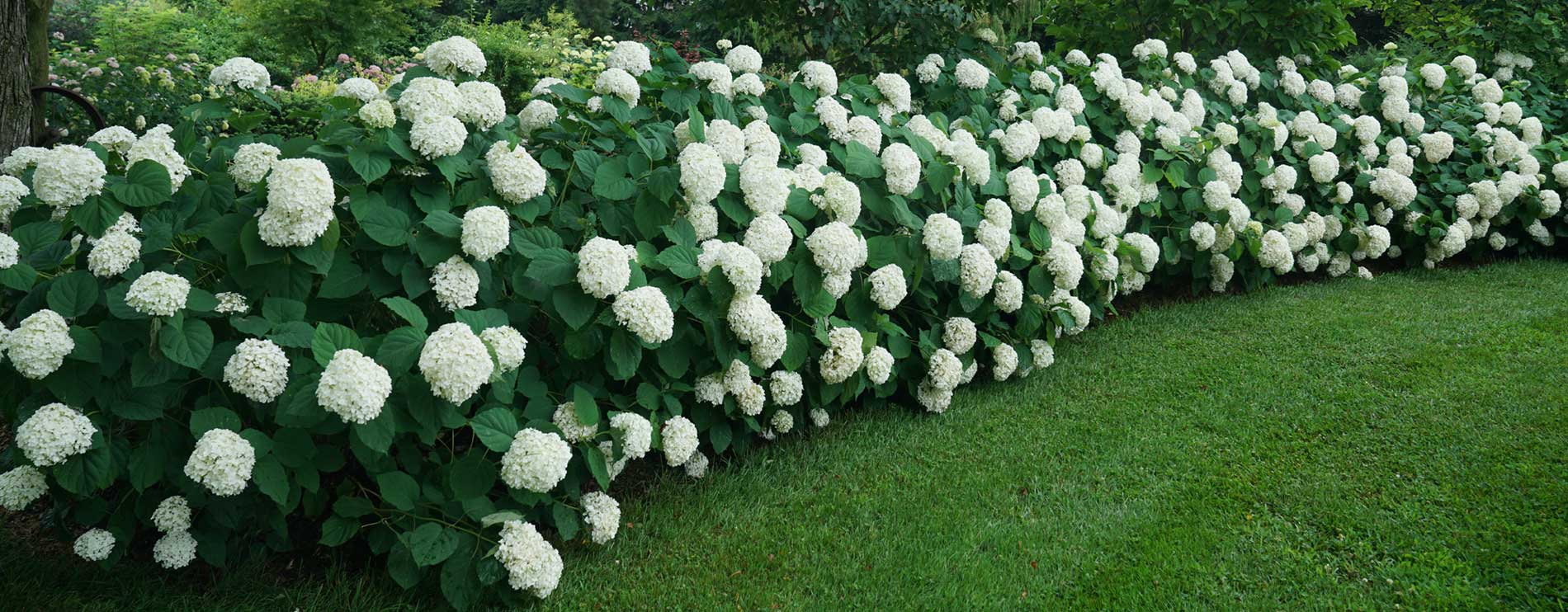 Smooth Hydrangea (Hydrangea arborescens)