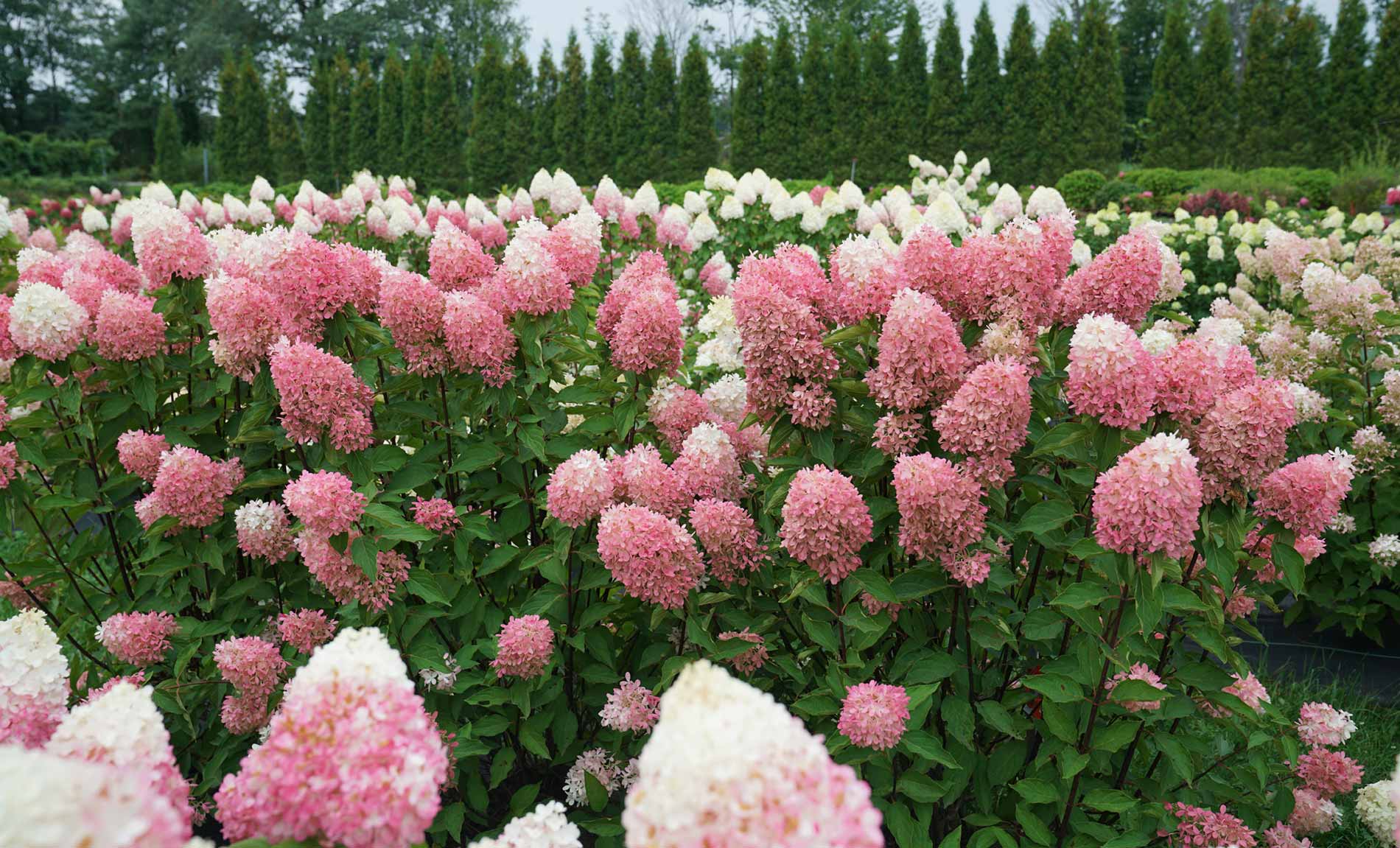 Panicle Hydrangea