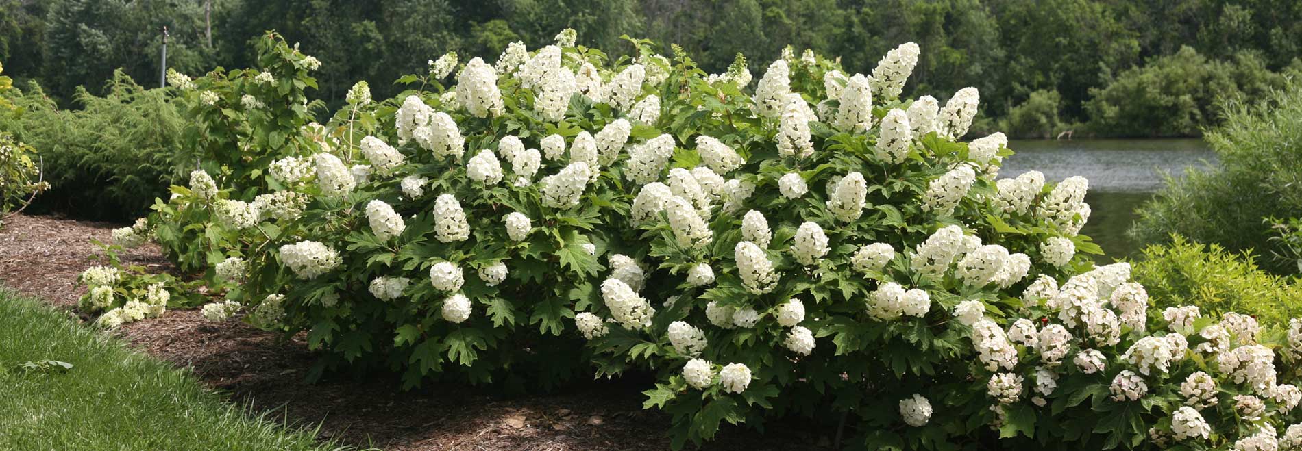 Oakleaf Hydrangea (Hydrangea quercifolia)