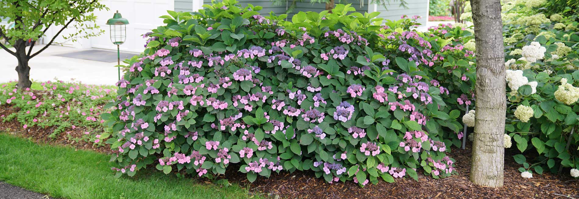 Mountain Hydrangea (Hydrangea serrata)