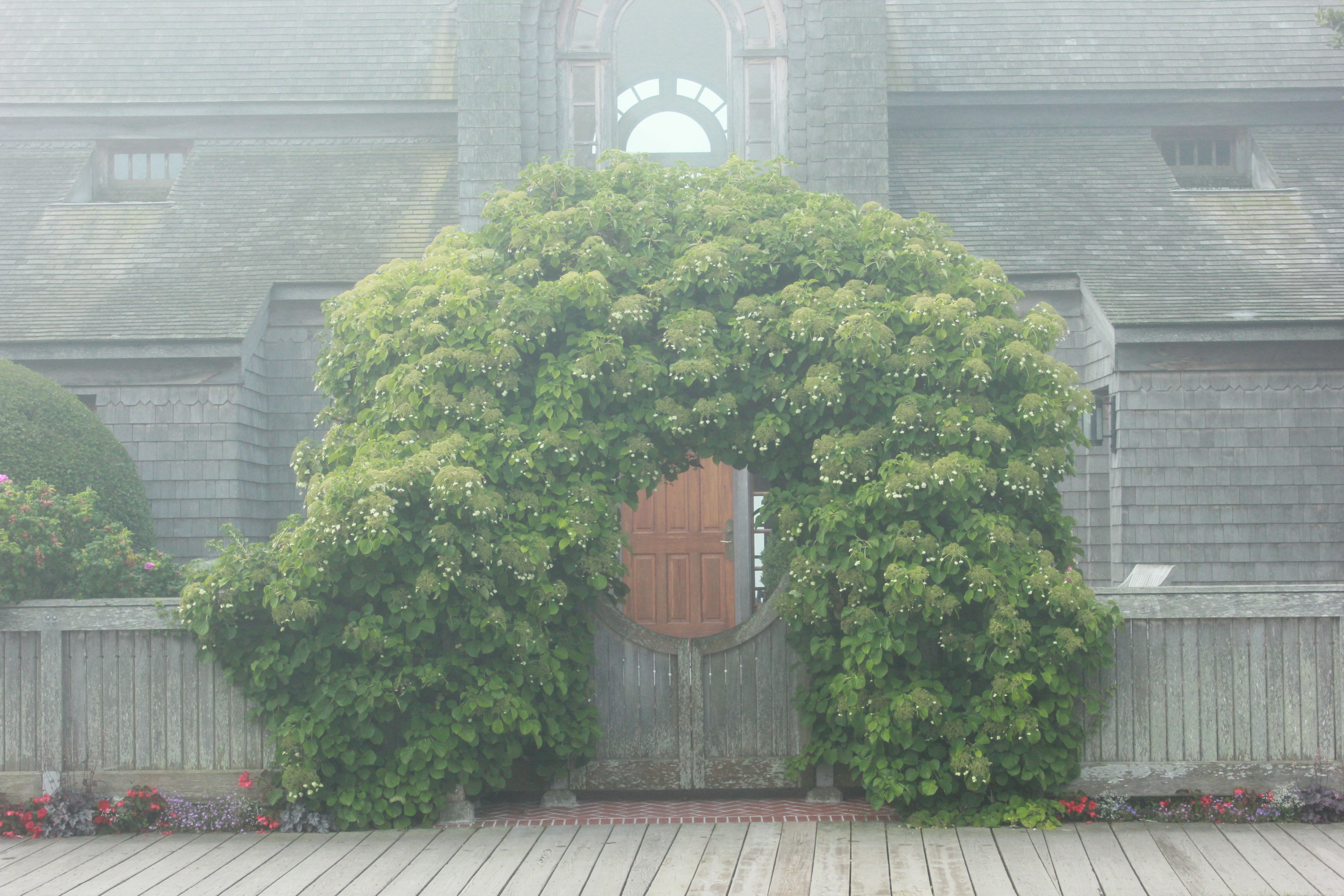 A climbing hydrangea covers a circular gate on a foggy day.