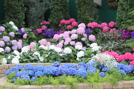Blue, pink, purple, and white hydrangeas group together for a stunning planting at Devonian Botanic Garden in Edmonton, Alberta.