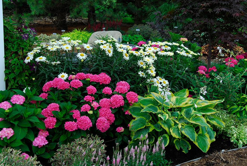 Hydrangeas planted with shasta daisy and hosta flowers