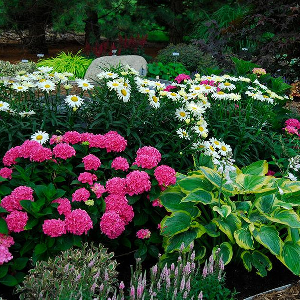 ♡aromantic hydrangea♡ Endless Summer® Pop Star® Hydrangea | Garden Goods Direct