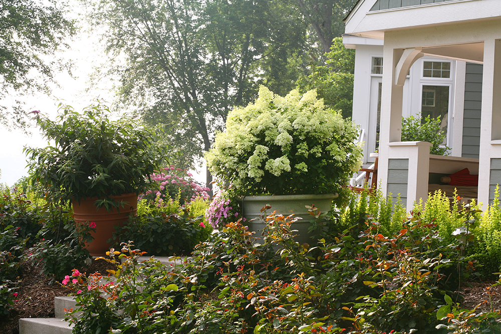 Bobo hydrangea in clay pot