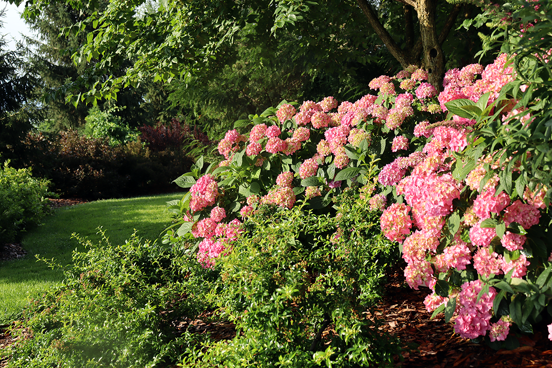 pink hydrangeas in sunny garden