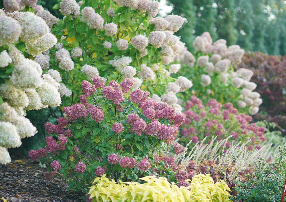 Pink and white hydrangea hedge