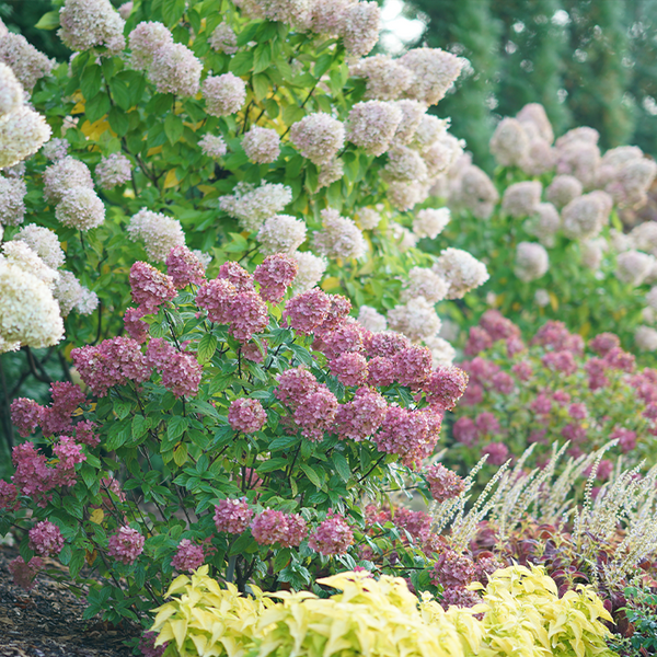 pink_hydrangea_hedge_600x600_c