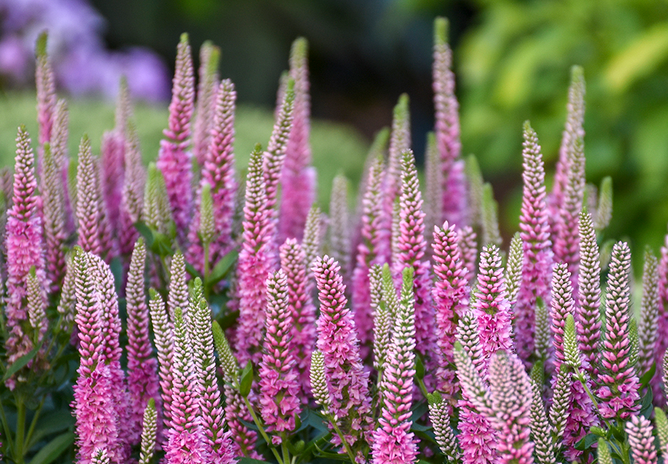 Pink speedwell flowers