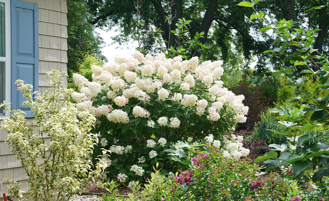 White hydrangea flowers planted near a house