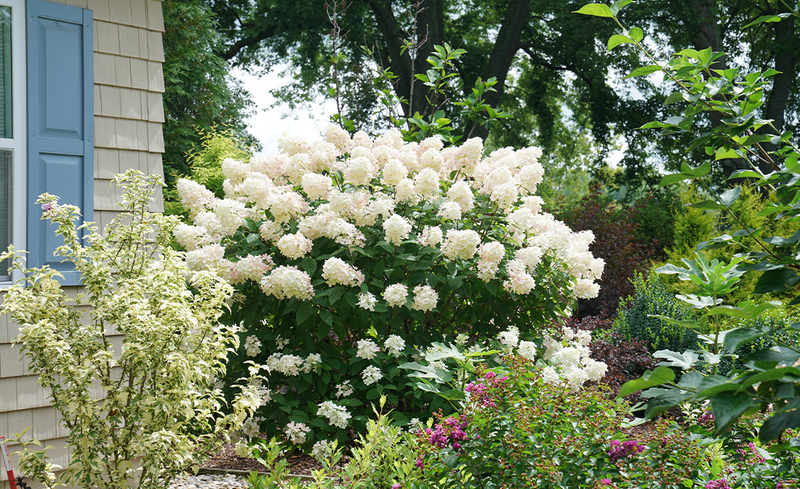 All Hydrangeas & Companion Plants For Sale