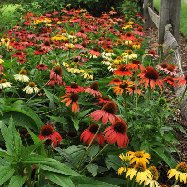 Cheyenne Spirit Coneflower with red, orange, purple, scarlet, cream, yellow, and white blooms in a garden.