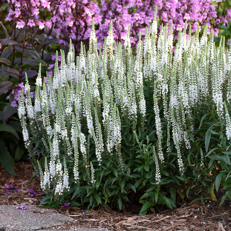 Magic Show® 'White Wands' Spike Speedwell are long blooming and disease resistant.