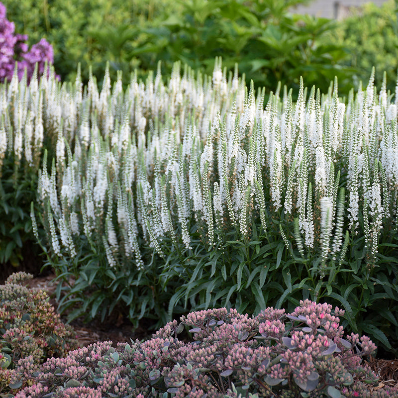 Magic Show® 'White Wands' Spike Speedwell has pure white blooms are a pollinator magnet un summer.