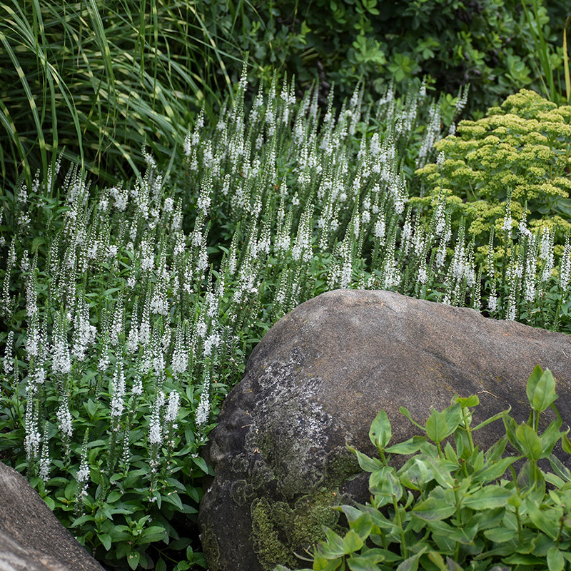 Magic Show® 'White Wands' Spike Speedwell is perfect for the middle of the garden.