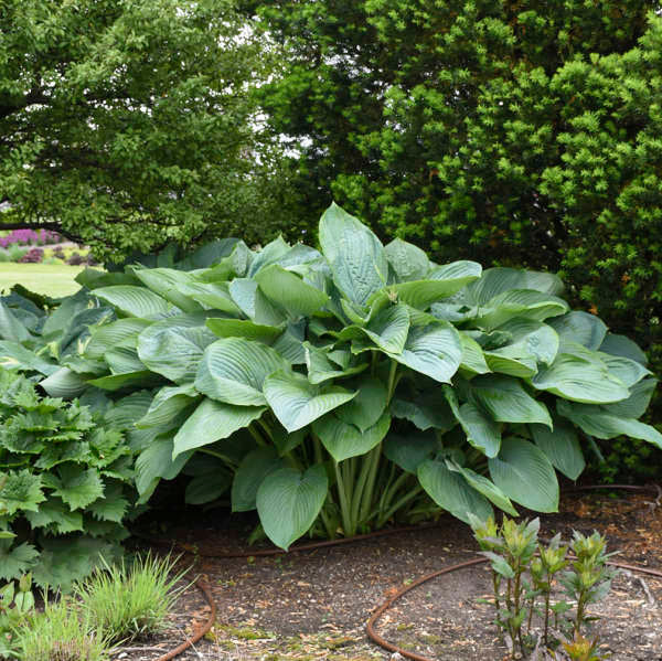 Empress Wu Hosta are extremely easy to grow.