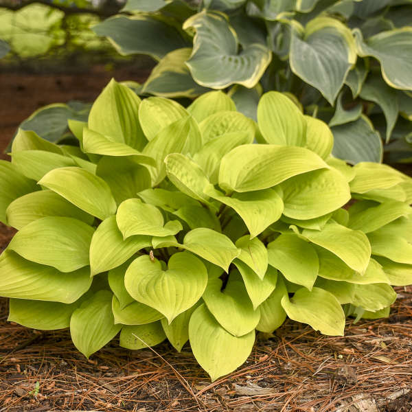 Fire Island Hosta with heart-shaped gold foliage in a garden with another hosta.