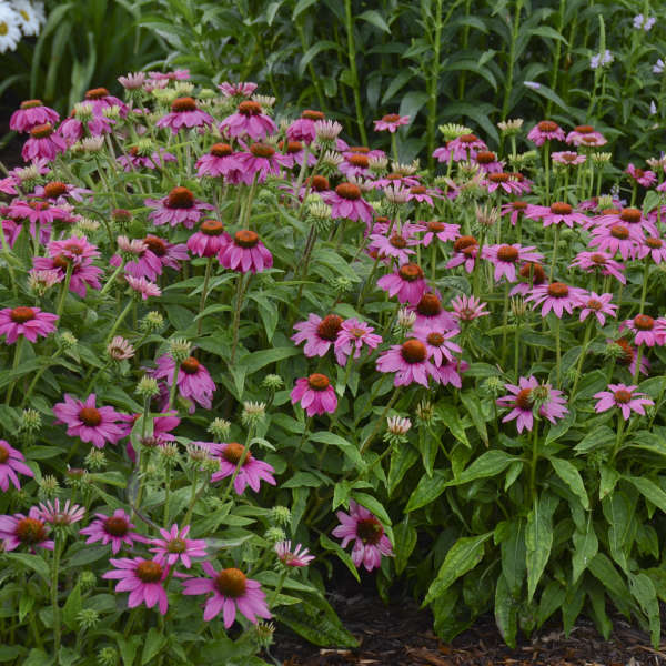 PowWow Wild Berry Coneflower has vivid, berry colored flowers