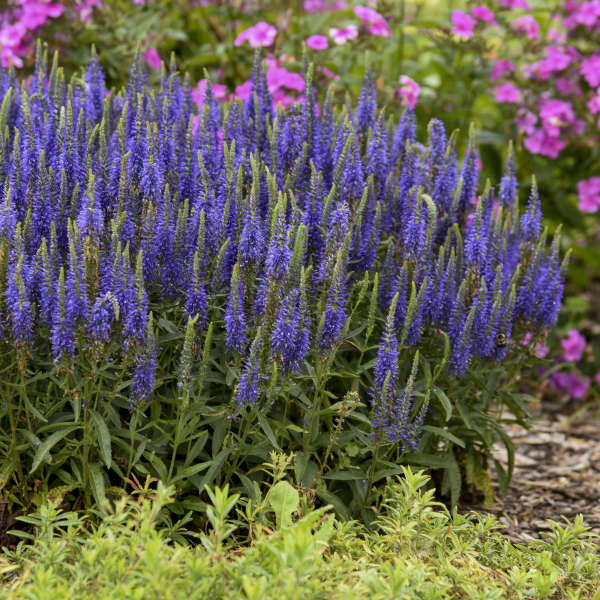 Magic Show® 'Wizard of Ahhs' is loved by pollinators.