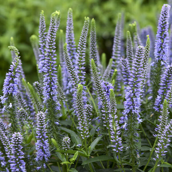 Magic Show® 'Ever After' Spike Speedwell (Veronica Magic Show) flowers are lavender blue.