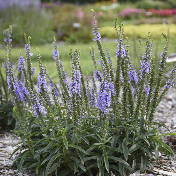 Magic Show® 'Ever After' Spike Speedwell (Veronica Magic Show) is a self-cleaning flower.