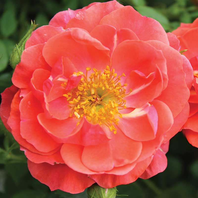 Oso Easy® Mango Salsa Rose has bountiful tropical orange colored blooms.