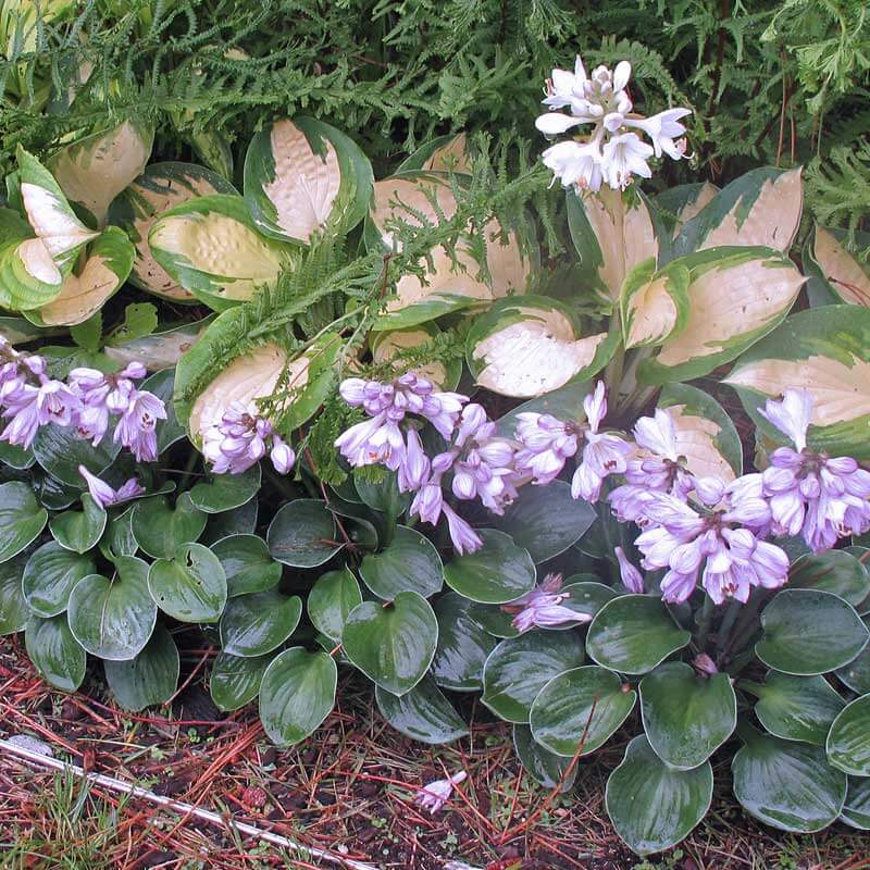 mouse ear succulent 'Blue Mouse Ears' Hosta