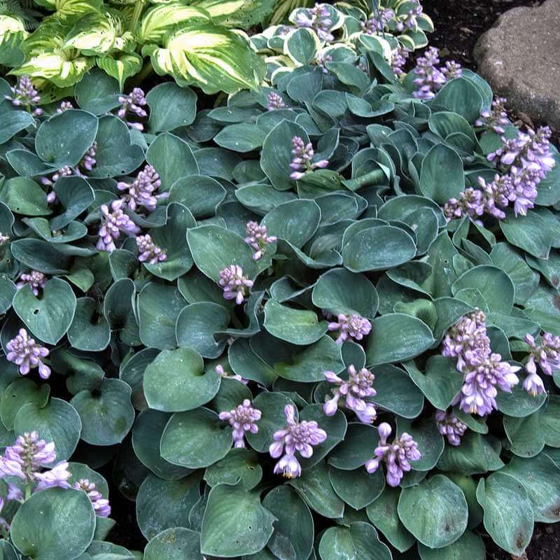 Multiple Blue Mouse Ears Hostas with blue foliage and pink flowers in a garden.